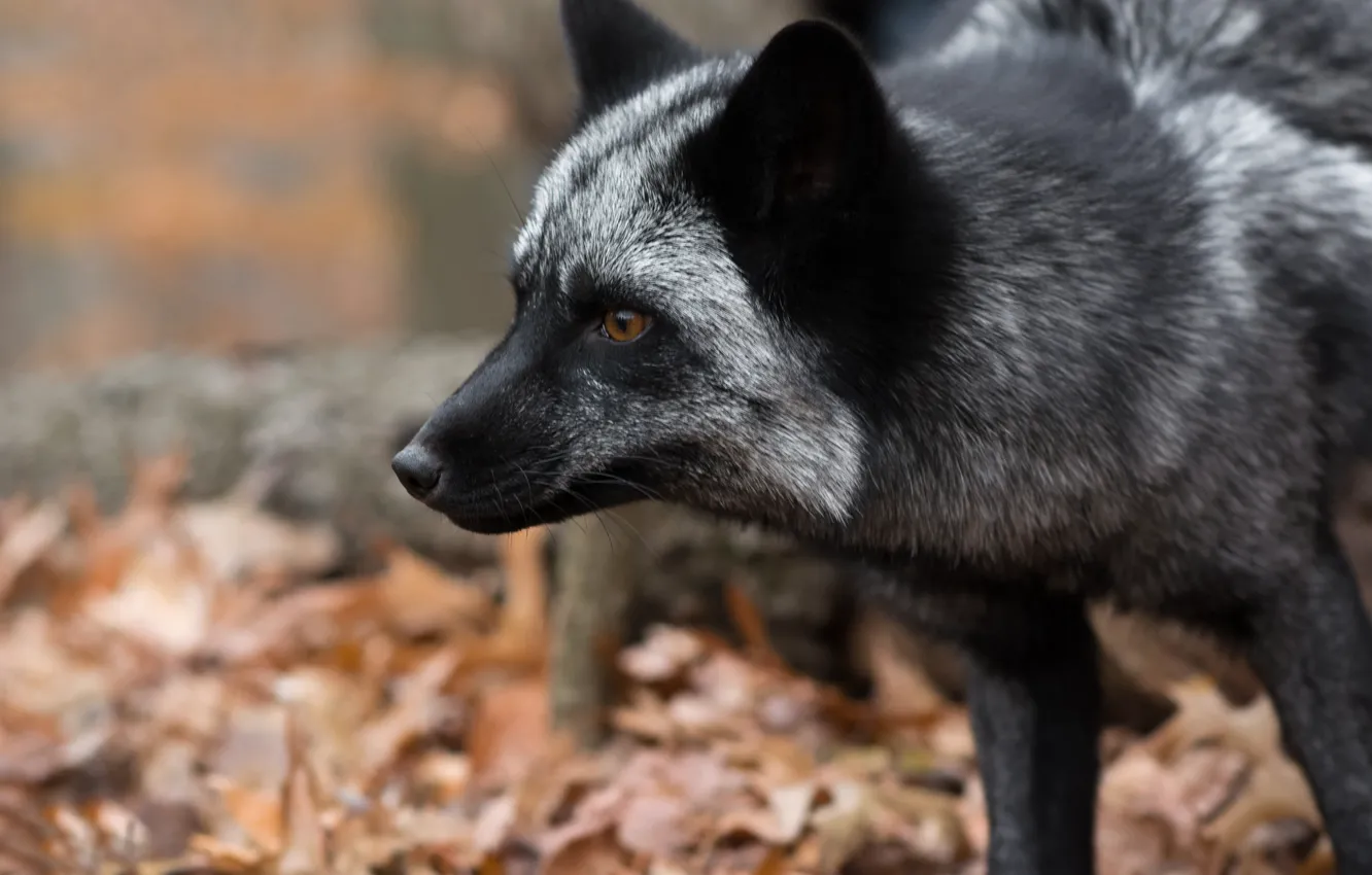 Photo wallpaper look, face, Fox, Silver Fox