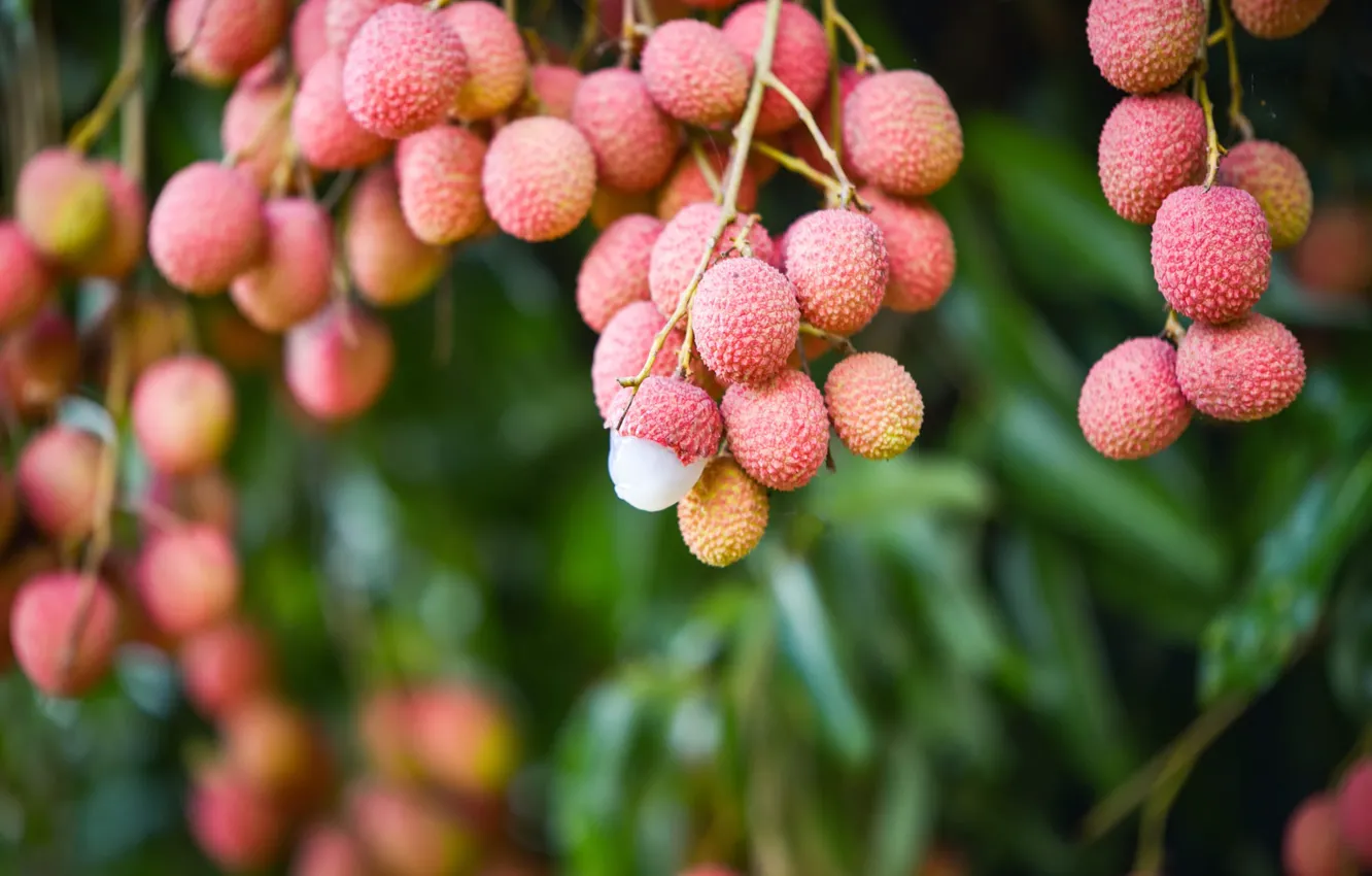 Photo wallpaper leaves, branches, fruit, pink, fruit, hanging, bokeh, blurred background