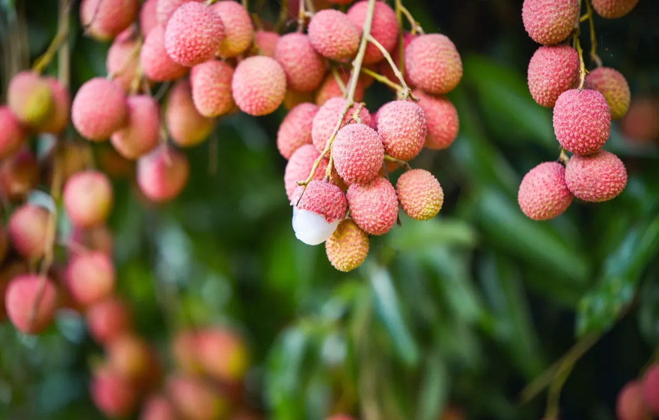 Photo wallpaper leaves, branch, fruit, pink, fruit, bokeh, blurred background, hang