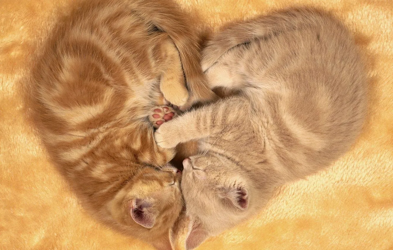 Photo wallpaper together, sleeping, lies, kitty, two