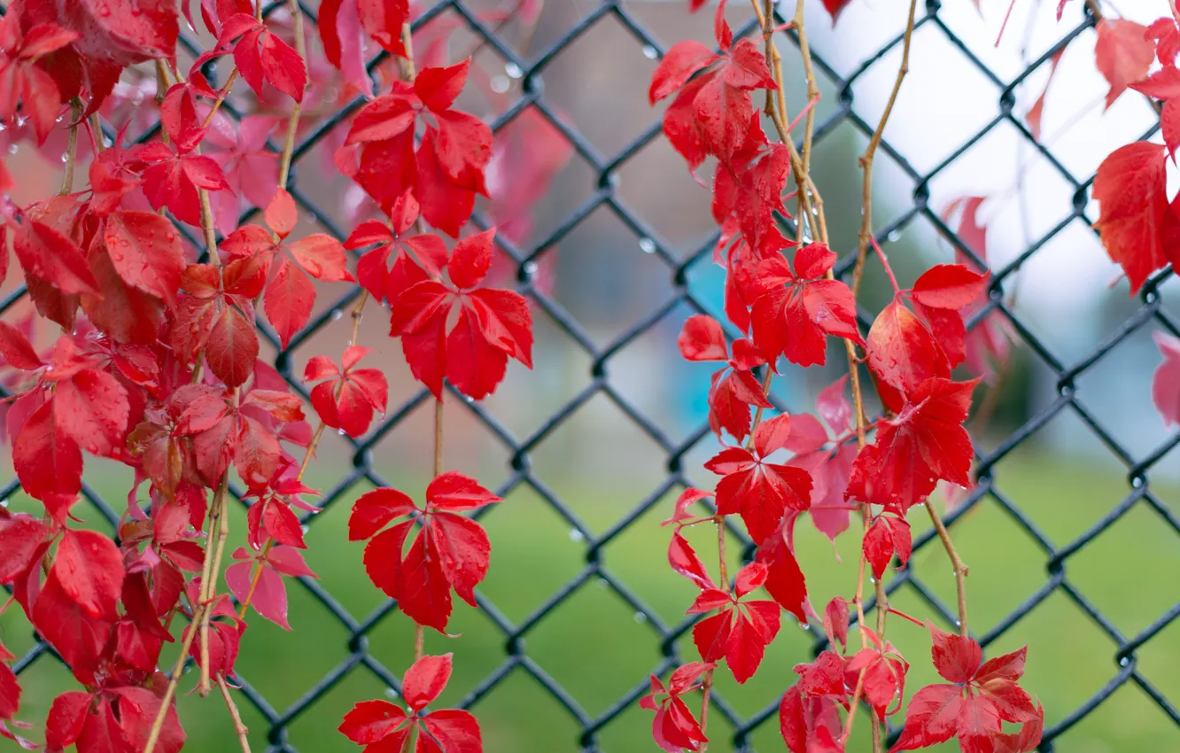 Photo wallpaper leaves, macro, droplets, mesh, the fence, Red, after the rain, twigs