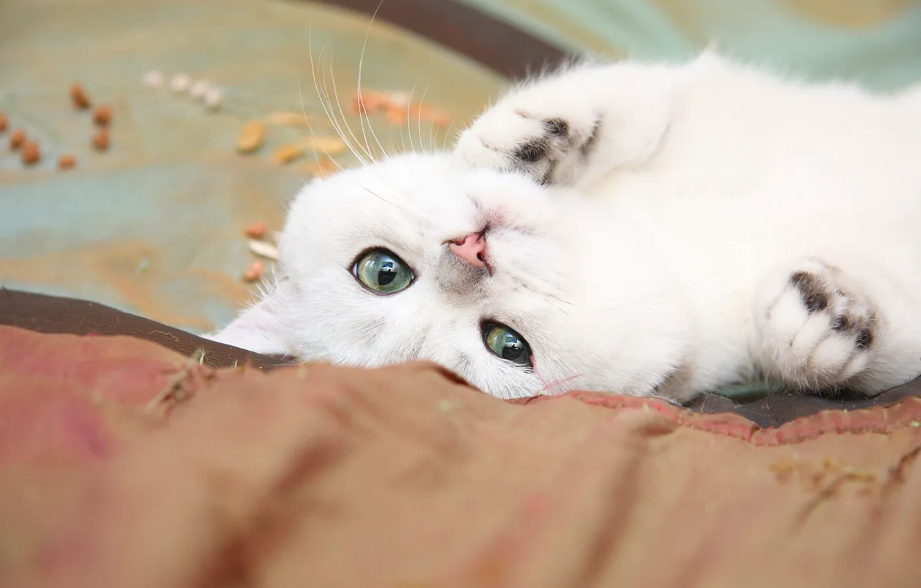 Photo wallpaper cat, cat, kitty, friendly, Tomcat