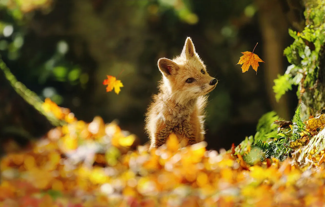 Photo wallpaper autumn, look, leaves, light, nature, Park, foliage, baby