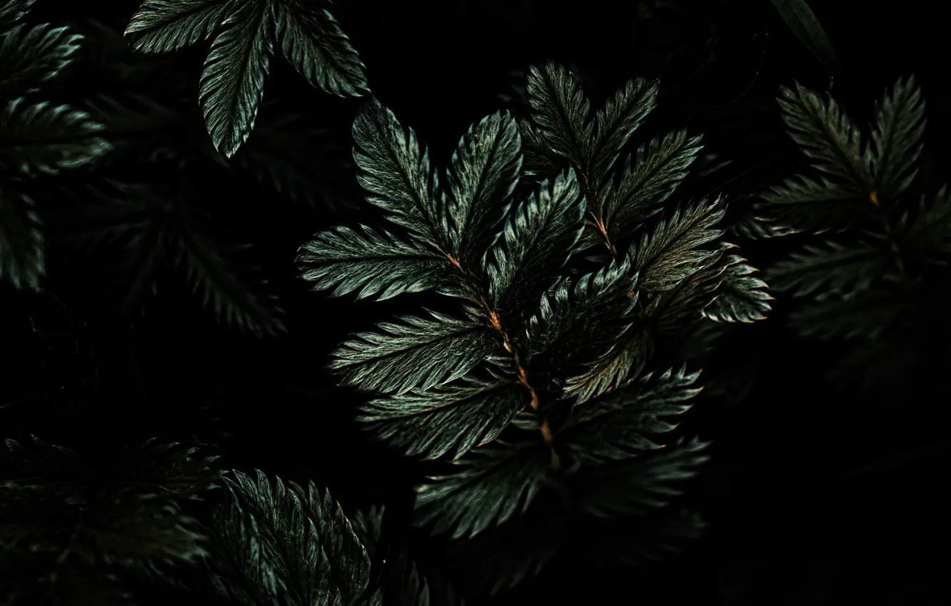 Photo wallpaper greens, leaves, tree, branch, dark