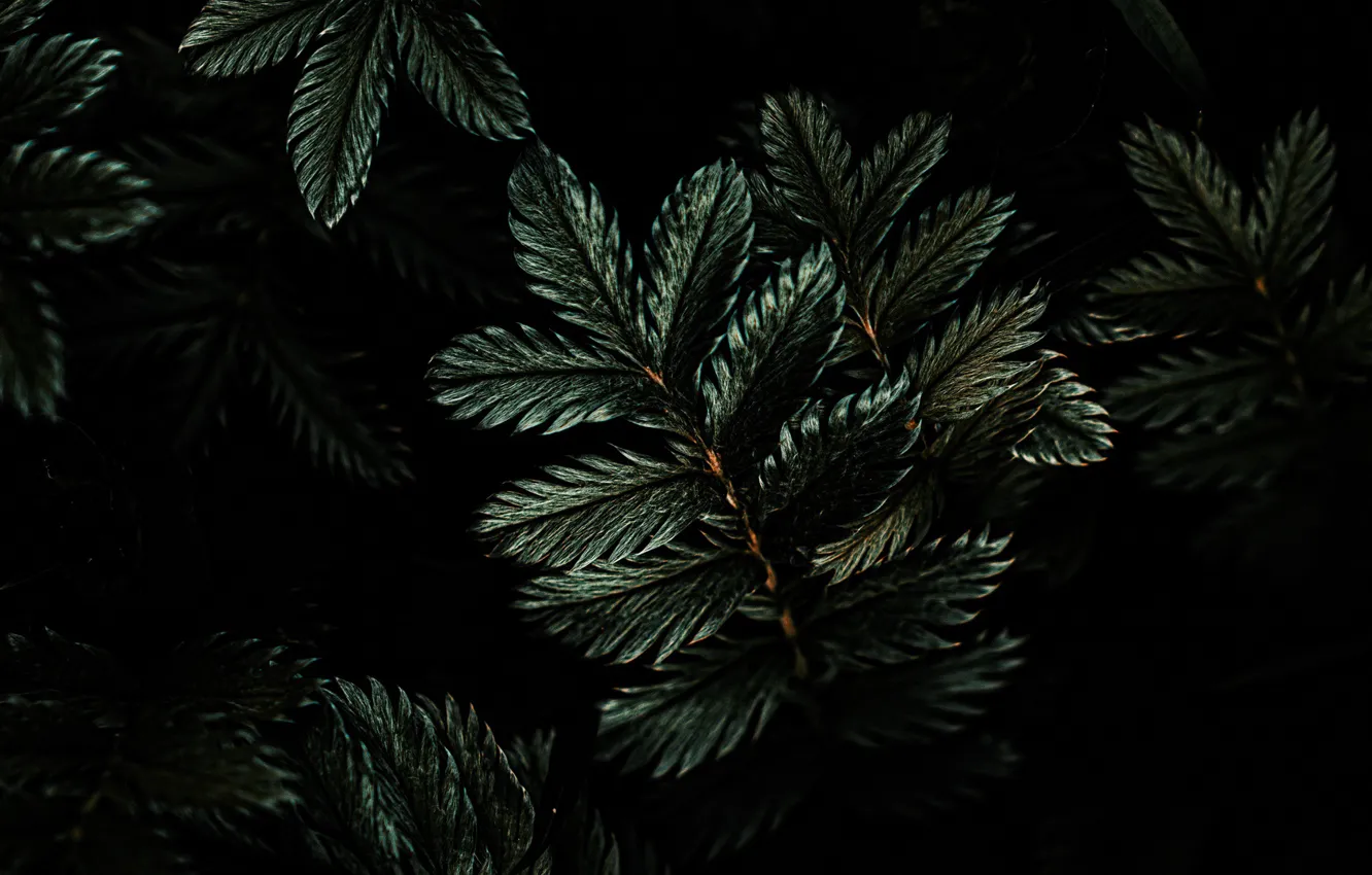 Photo wallpaper greens, leaves, trees, branches, dark