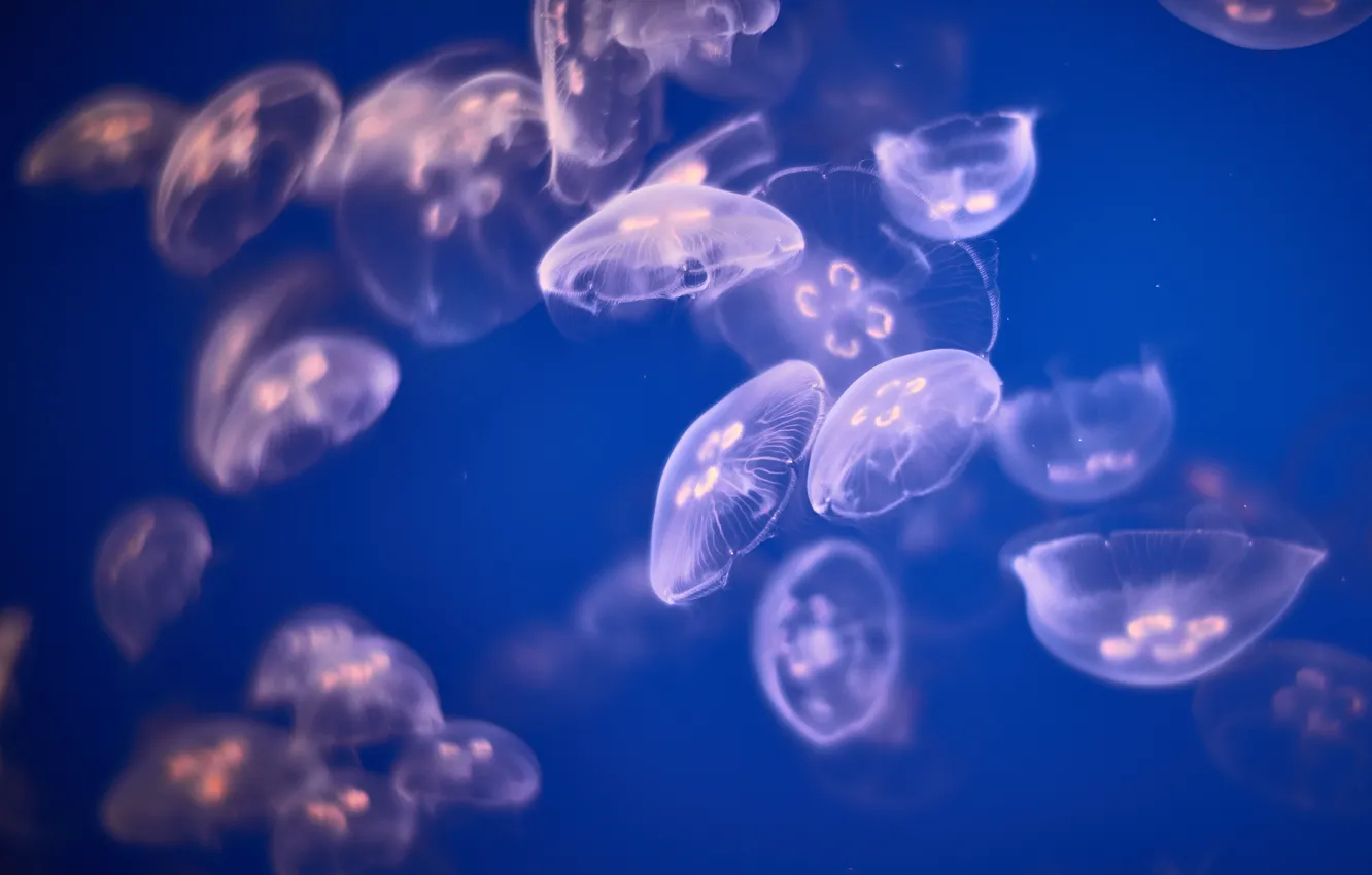 Photo wallpaper water, aquarium, jellyfish