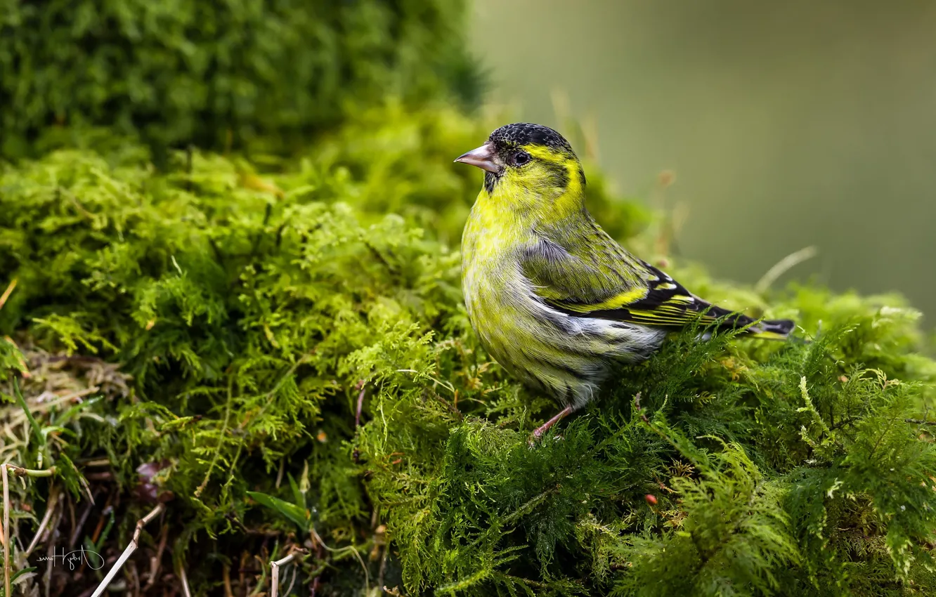 Photo wallpaper bird, moss, Chizh