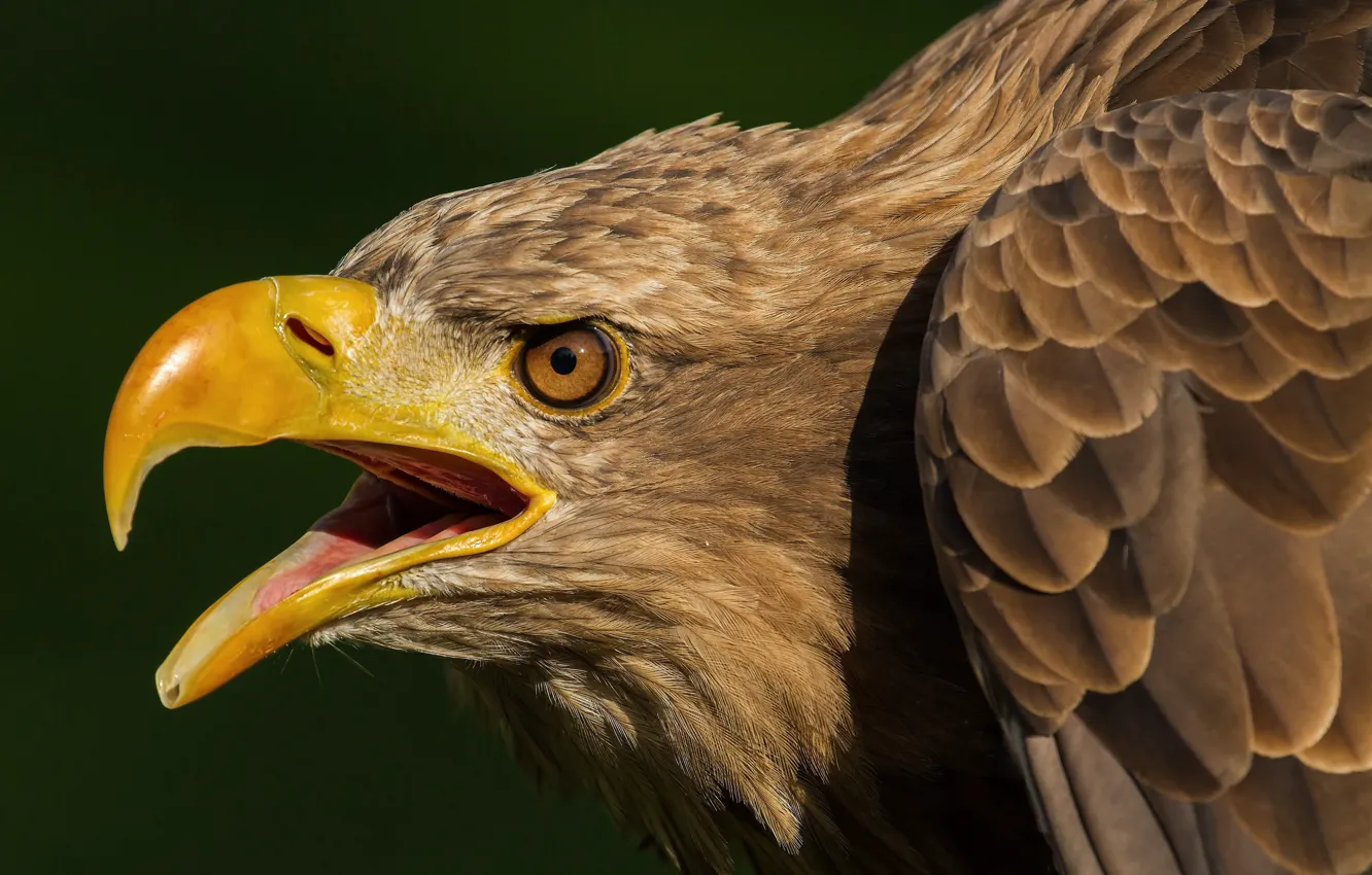 Photo wallpaper background, bird, predator, feathers, beak, hawk, White-tailed eagle