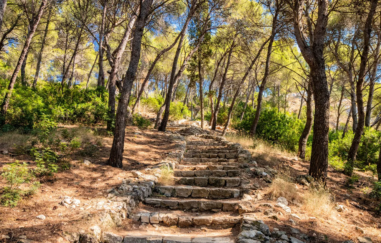 Photo wallpaper summer, grass, trees, landscape, nature, blue, vacation, wild