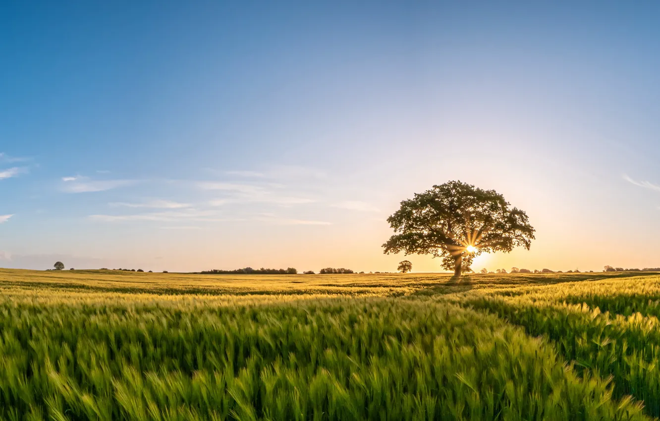 Photo wallpaper field, trees, morning