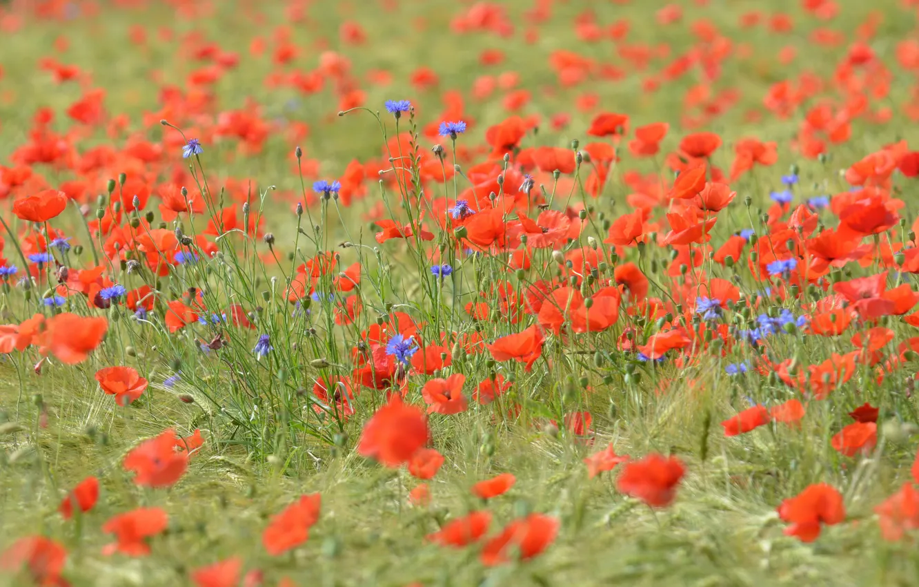 Photo wallpaper field, grass, flowers, Maki, meadow