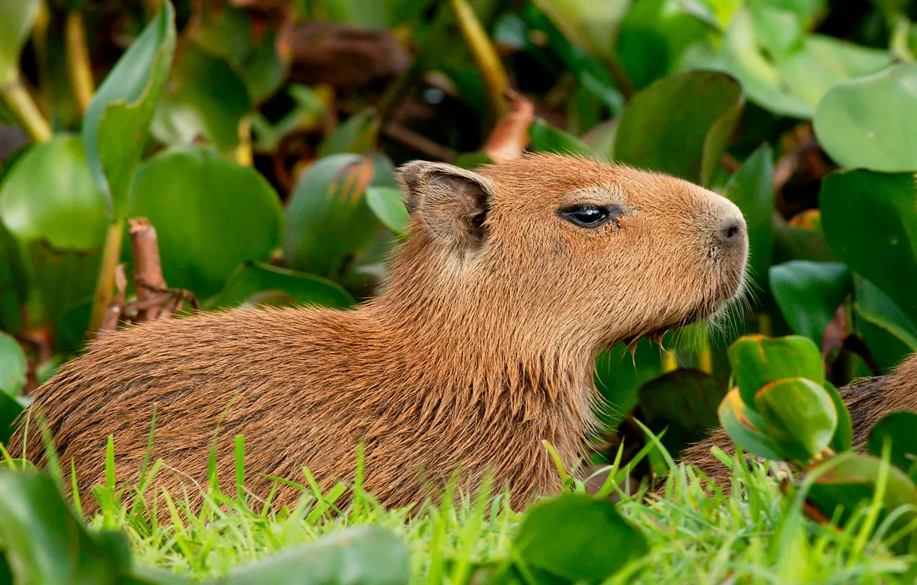 Photo wallpaper leaves, nature, rodent, Hydrochoerushydrochaeris, the capybara