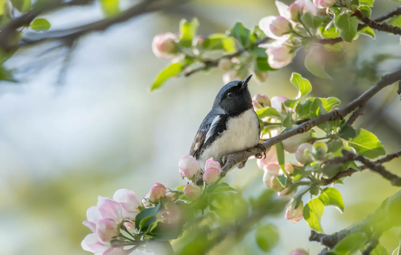 Photo wallpaper tree, bird, spring