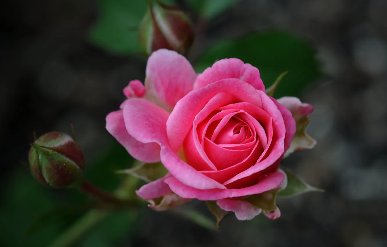 Photo wallpaper flower, rose, petals, buds, pink, the rose Bush
