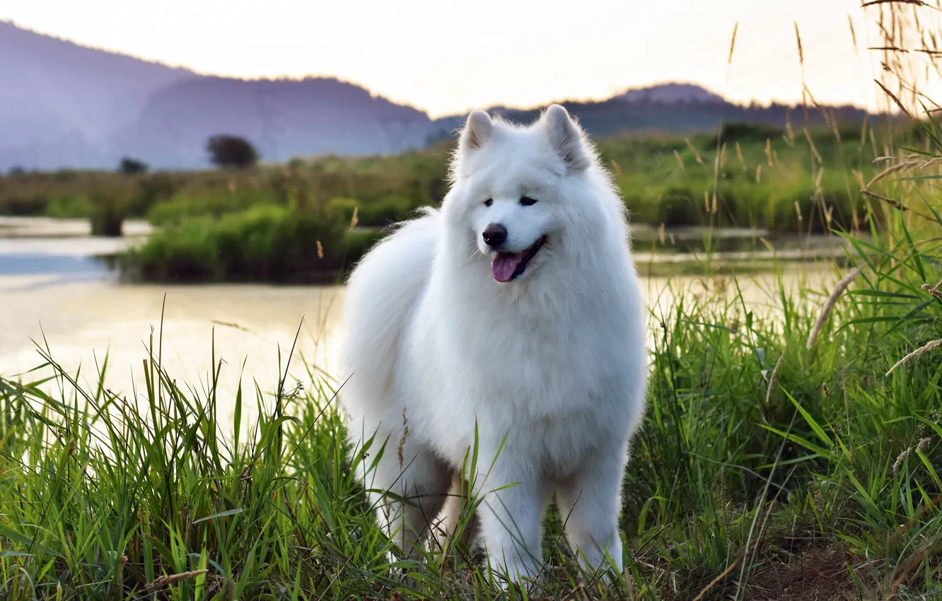 Photo wallpaper language, grass, look, mountains, pose, shore, dog, face