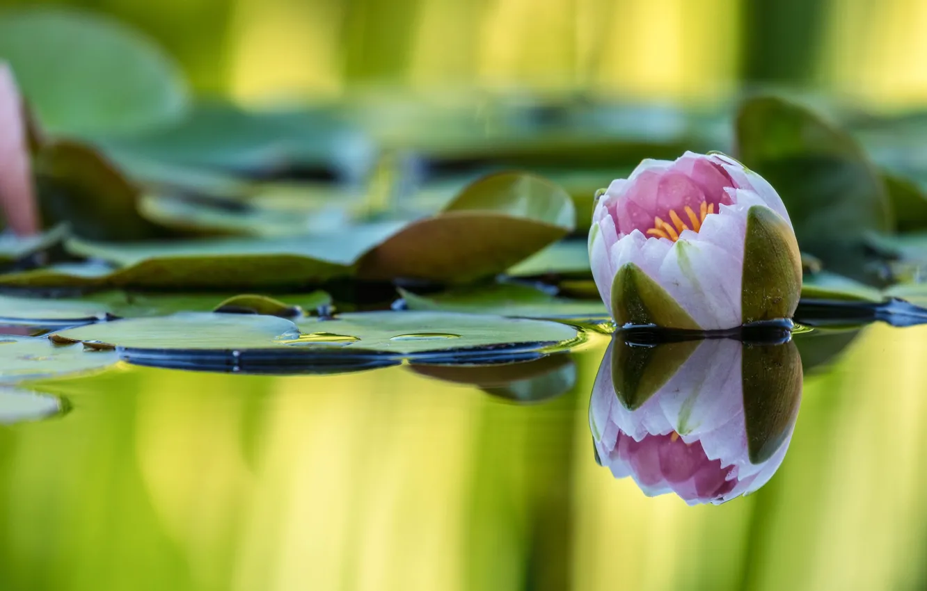 Photo wallpaper leaves, water, flowers, nature, lake, pond, reflection, Lily
