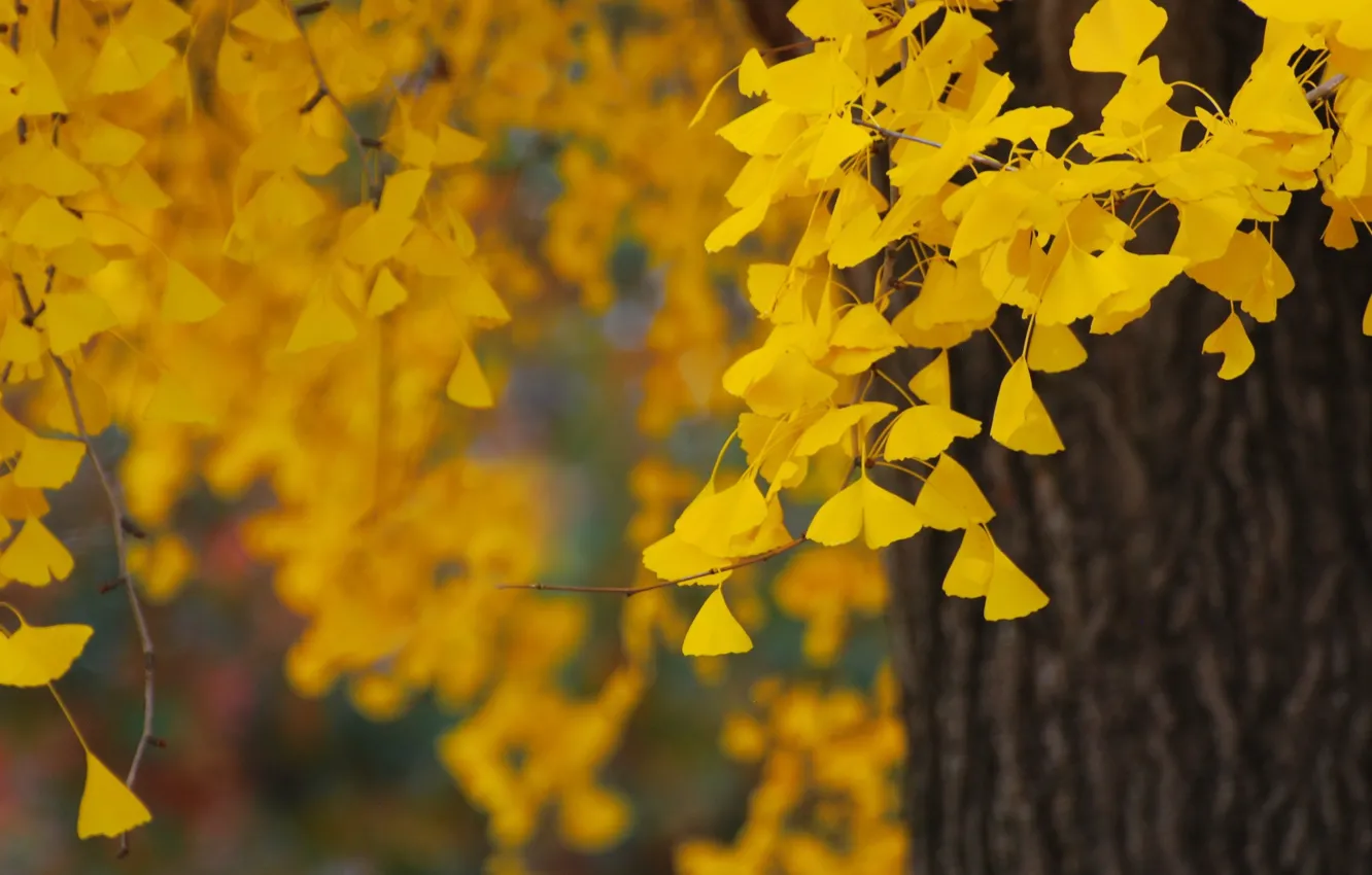Photo wallpaper autumn, leaves, nature, tree, foliage, yellow