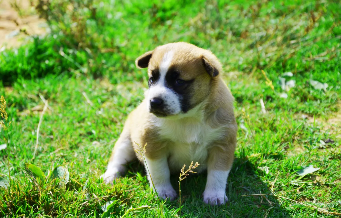 Photo wallpaper animal, dog, puppy, on the grass