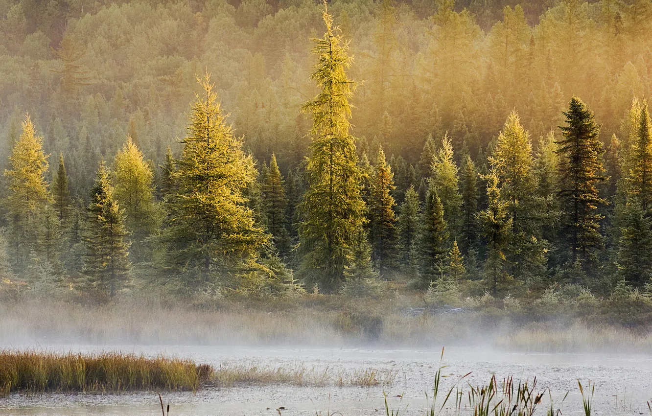 Photo wallpaper forest, trees, landscape, nature, fog, lake, the area, haze