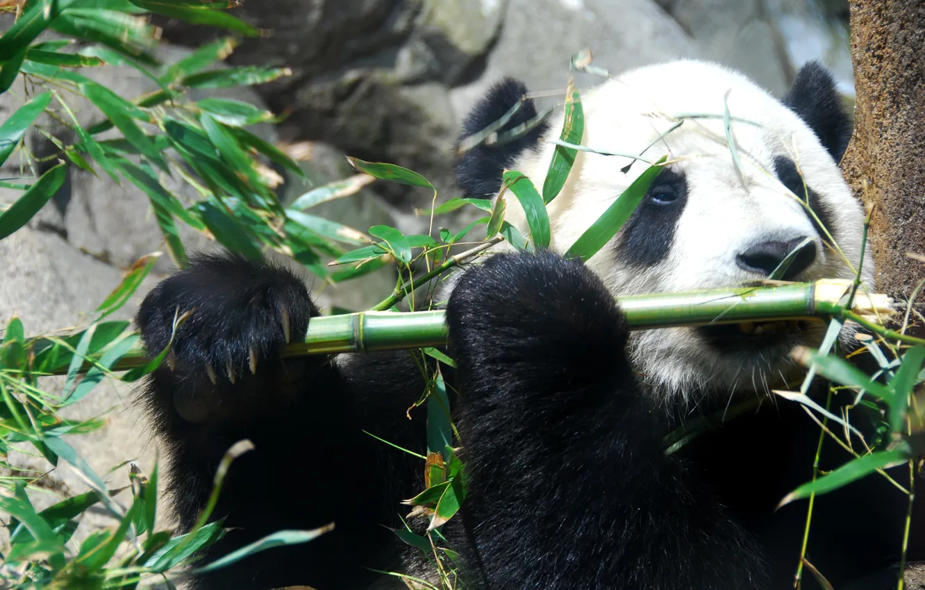Photo wallpaper bamboo, bear, Panda