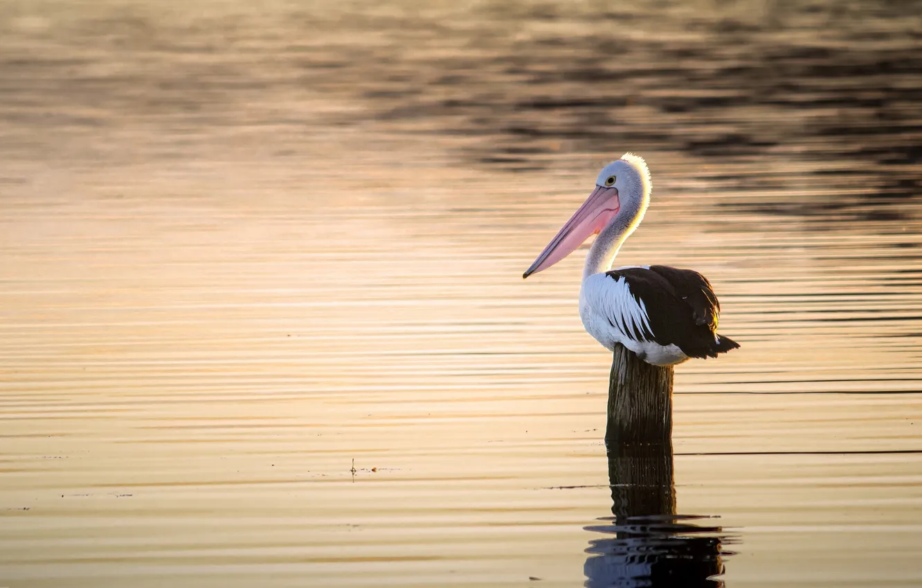 Photo wallpaper nature, lake, bird