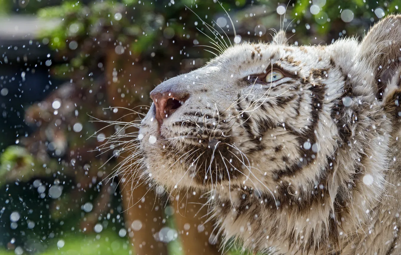 Photo wallpaper cat, face, drops, profile, white tiger, ©Tambako The Jaguar