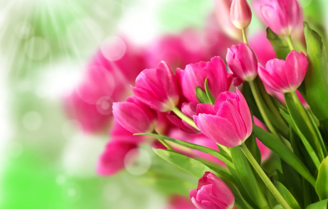 Photo wallpaper flowers, bouquet, tulips, pink