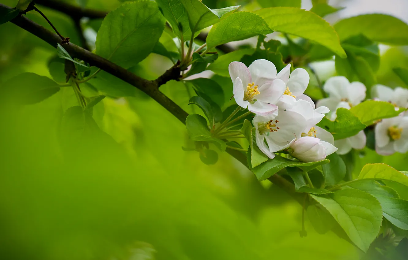 Photo wallpaper trees, spring, Apple, cvetelina