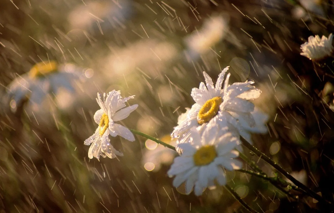 Photo wallpaper macro, flowers, rain, the wind, chamomile
