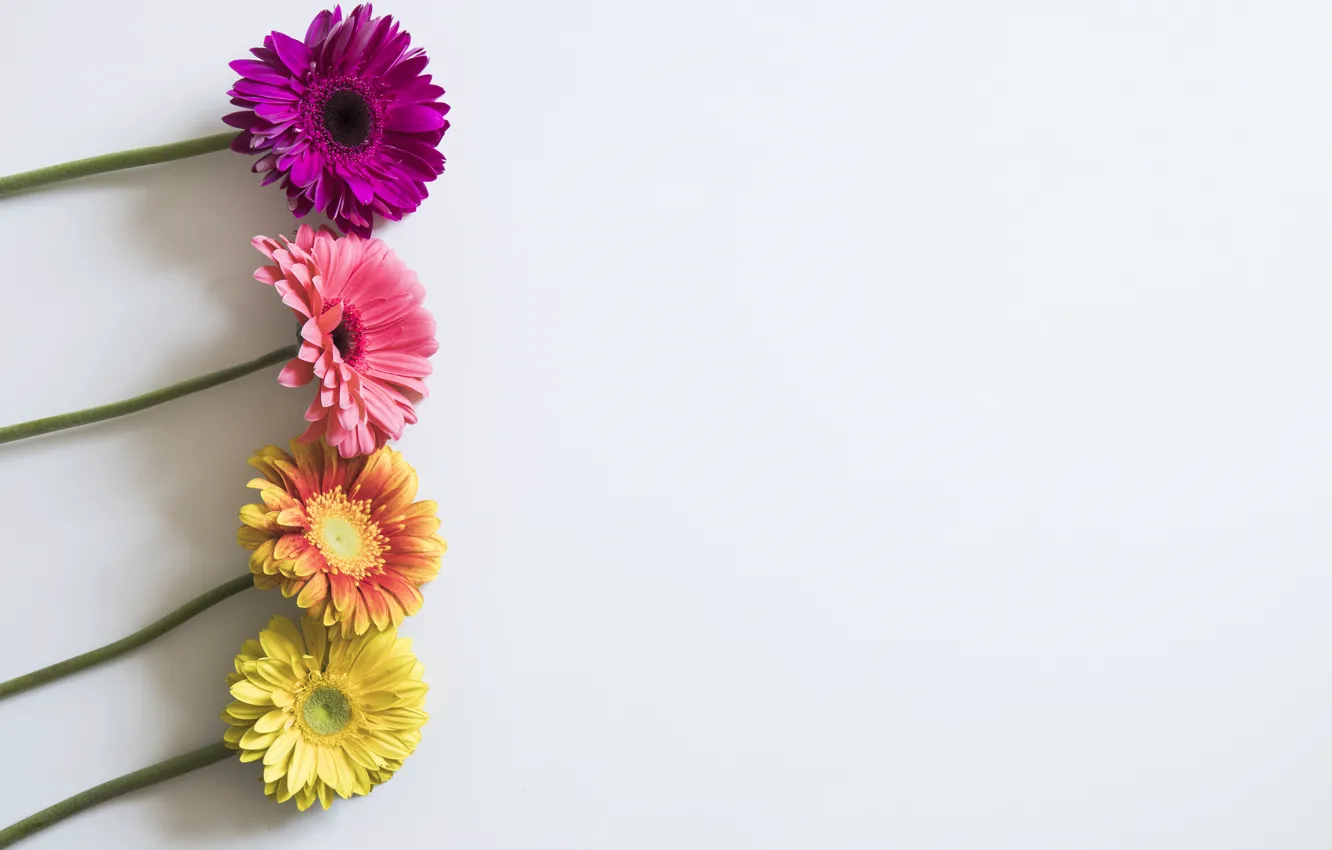 Photo wallpaper flowers, background, Gerbera