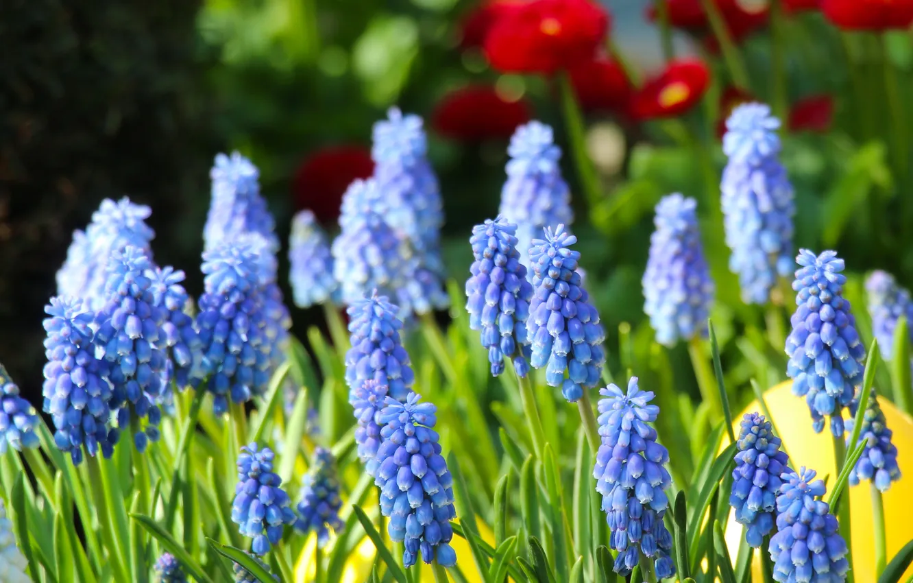 Photo wallpaper blue, blooming, Grape Hyacinths