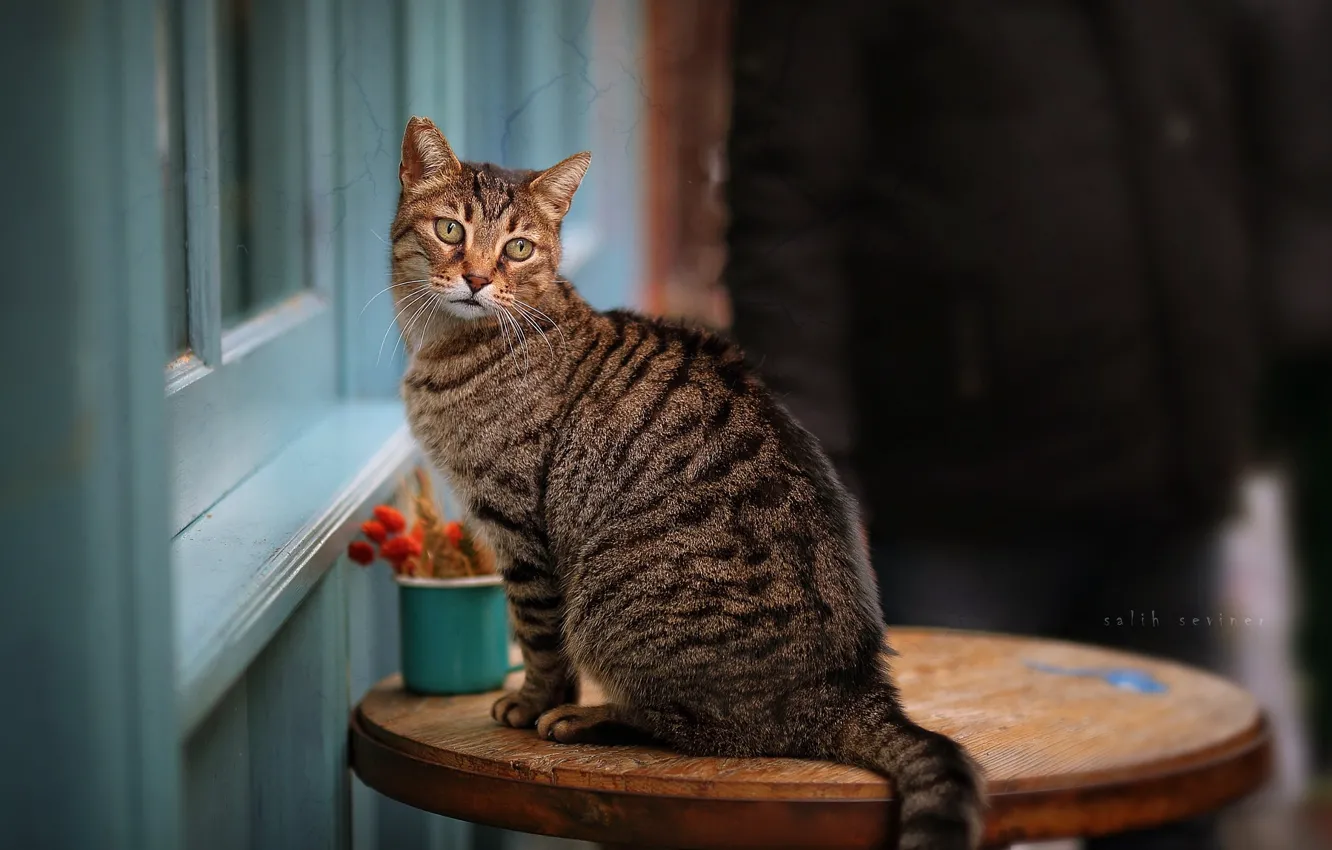 Photo wallpaper cat, eyes, table