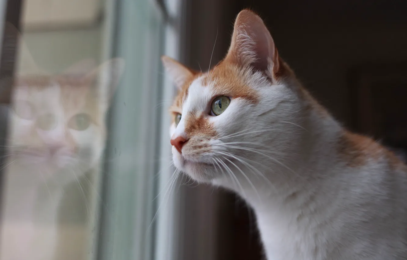 Photo wallpaper eyes, window, cat