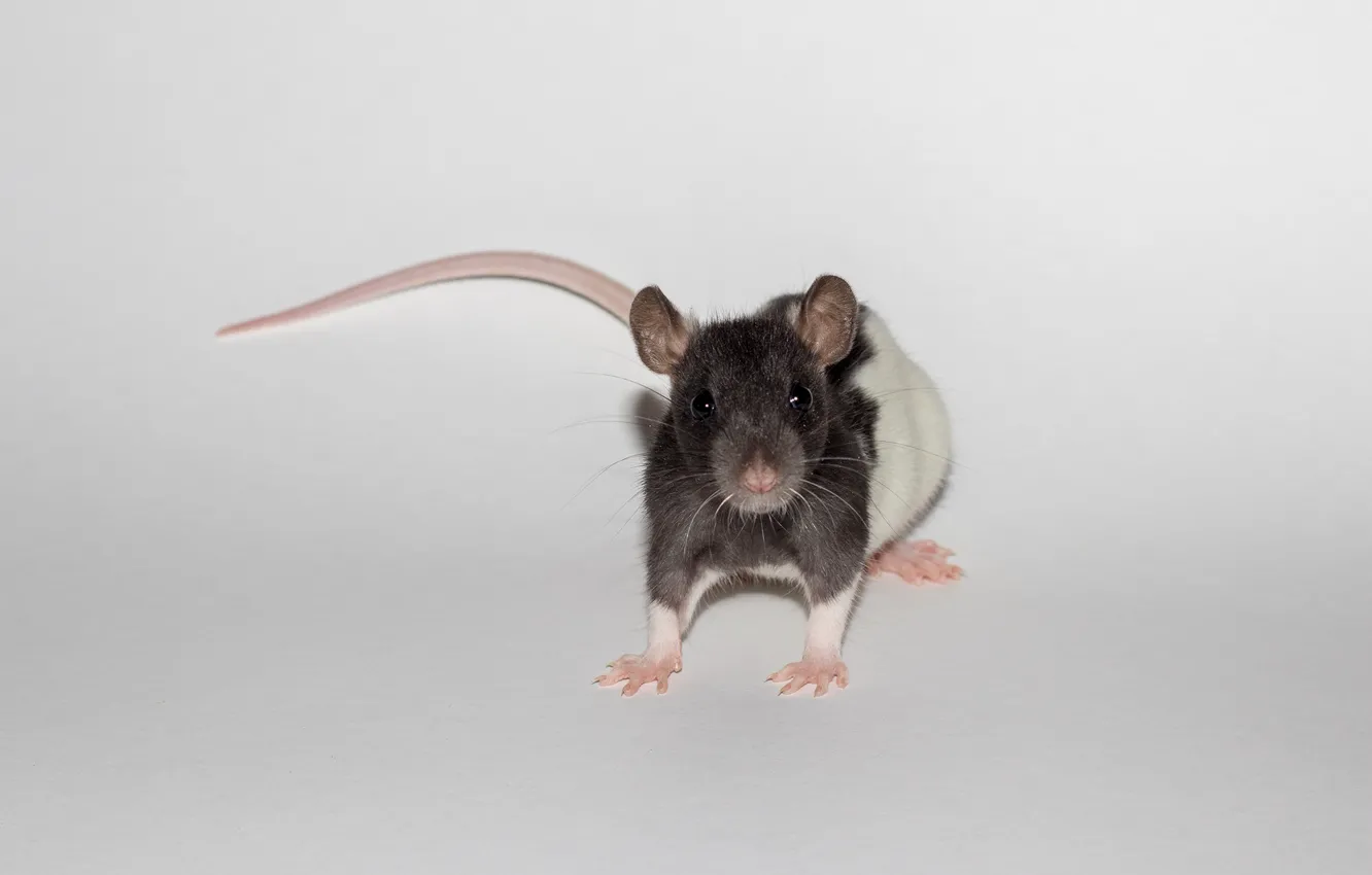 Photo wallpaper animal, sweetheart, light background, rat