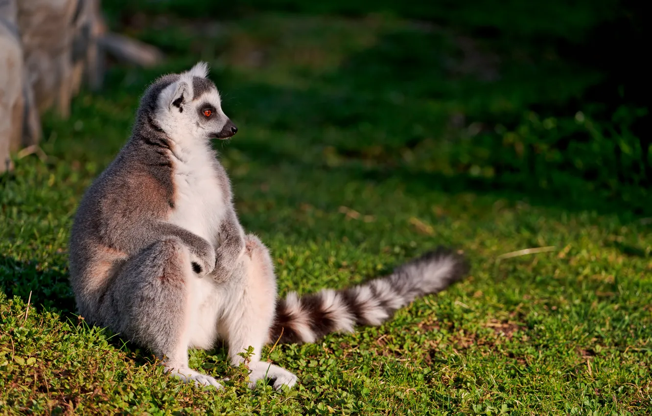 Photo wallpaper stay, sitting, Lemur
