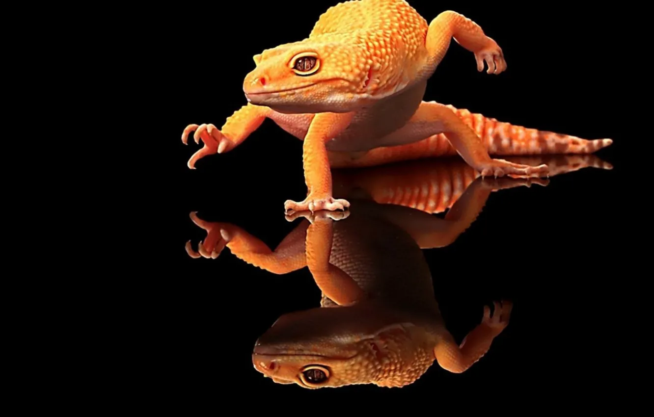 Photo wallpaper animal, reptile, leopard gecko