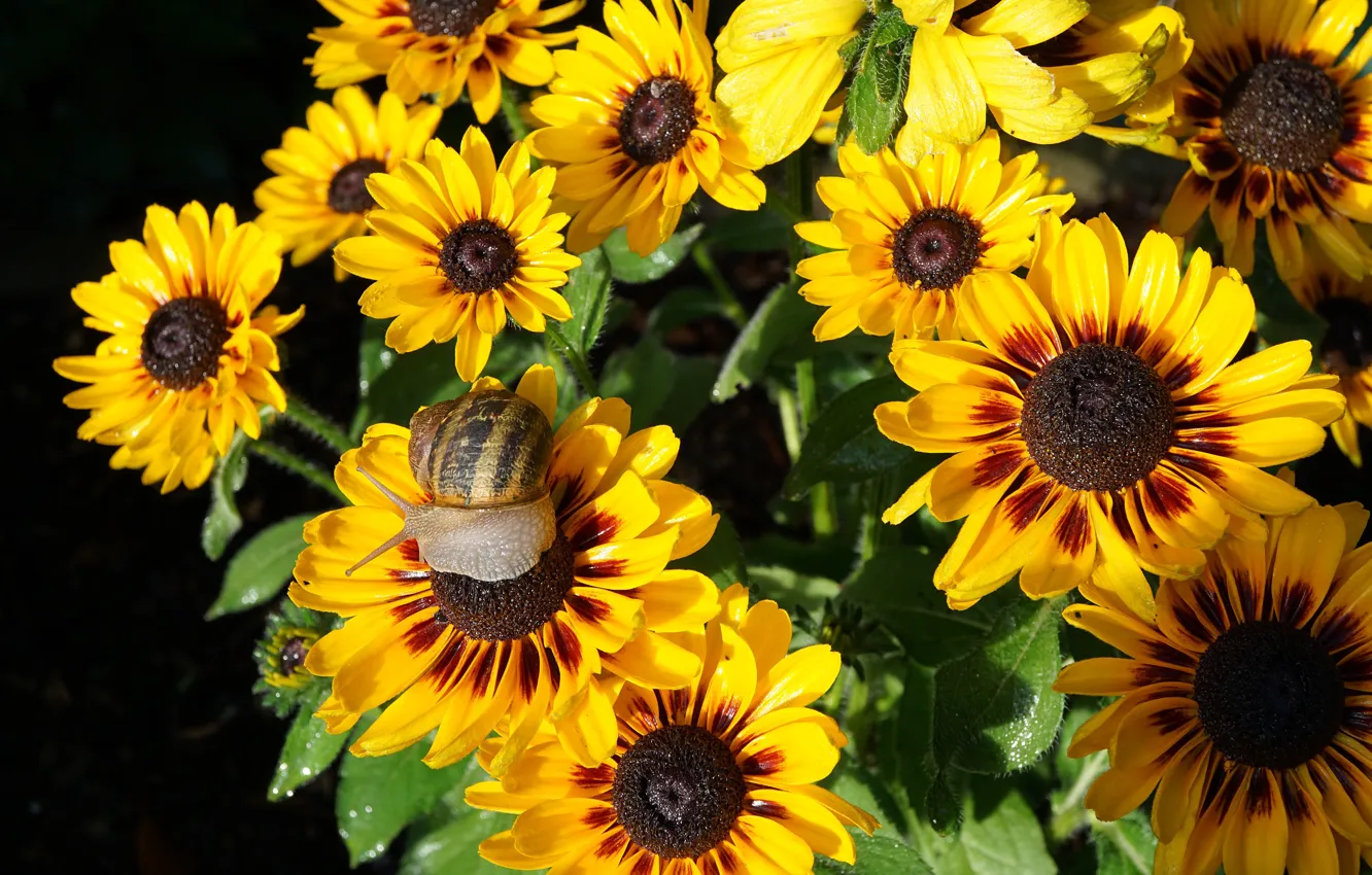 Photo wallpaper macro, light, flowers, snail, garden, the bushes, gazania