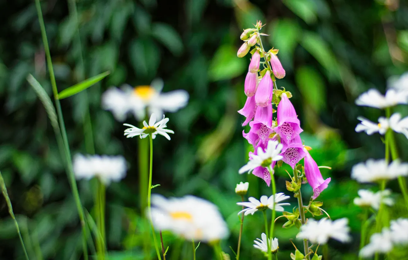 Photo wallpaper nature, chamomile, digitalis, digitalis