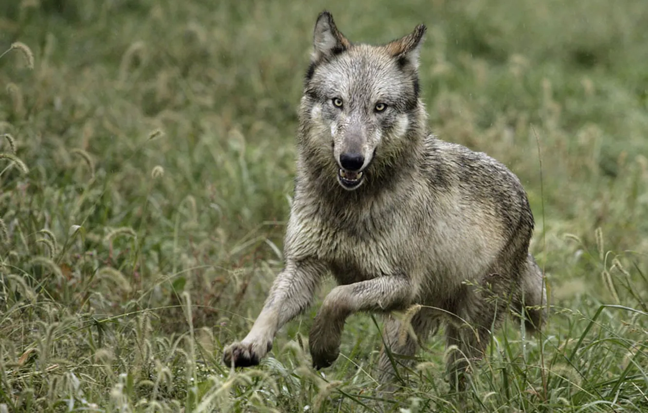 Photo wallpaper nature, Gray Wolf, face, animal, wolf, canis lupus, wildlife, head