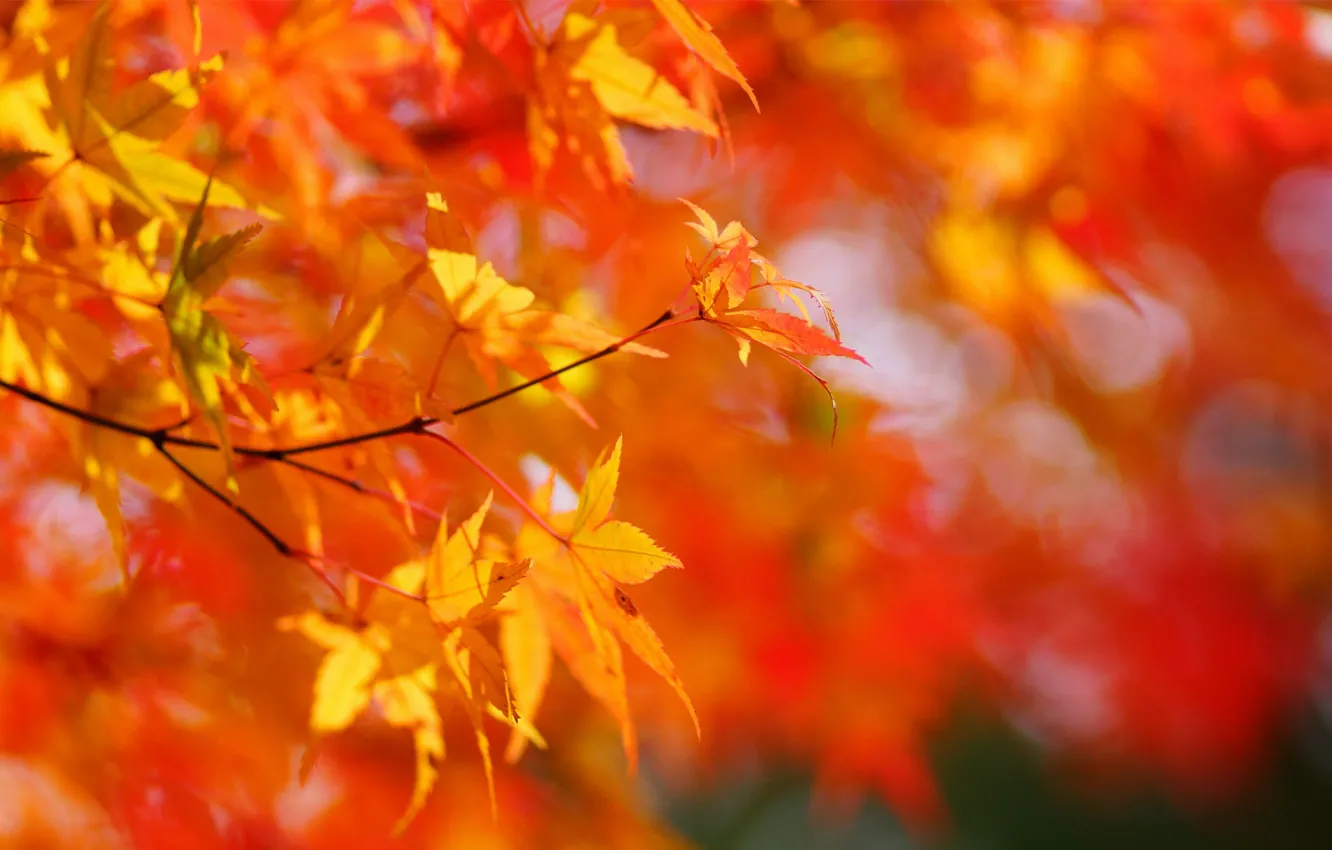 Photo wallpaper autumn, leaves, the sun, tree, yellow, maple, Sunny, crown