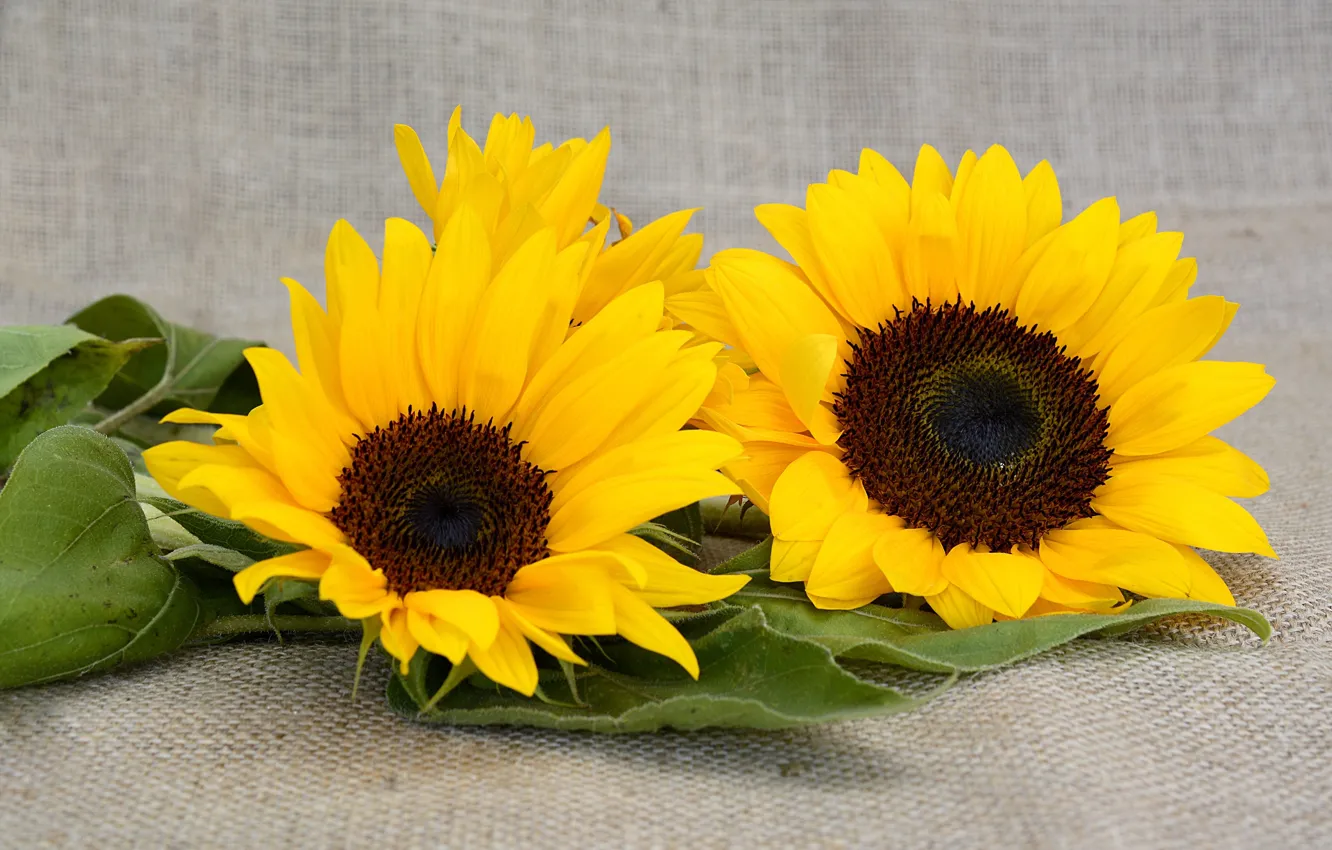 Photo wallpaper macro, sunflowers, flowers, a lot
