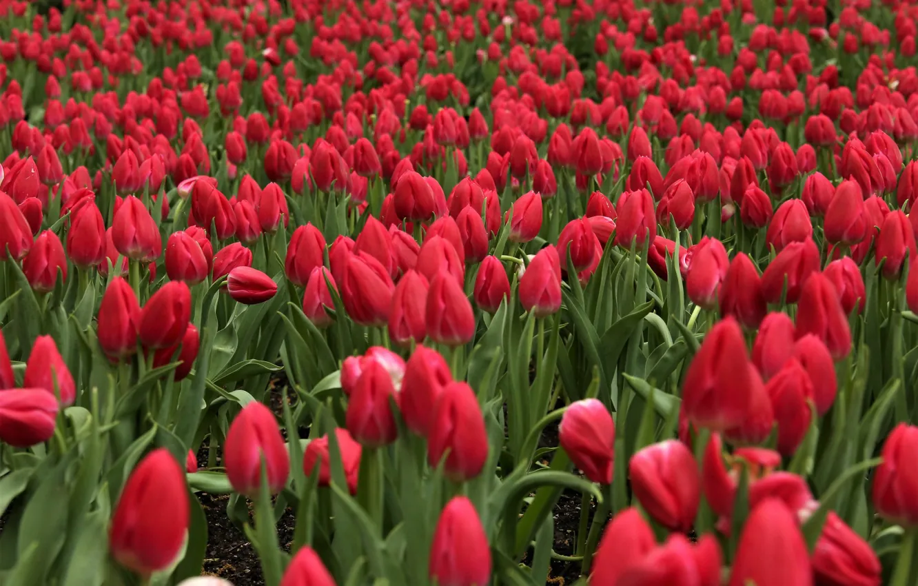 Photo wallpaper field, flowers, tulips, red, bokeh