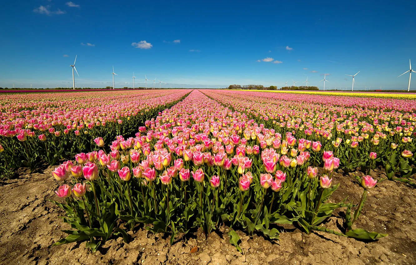 Photo wallpaper field, the sky, the sun, tulips, windmills