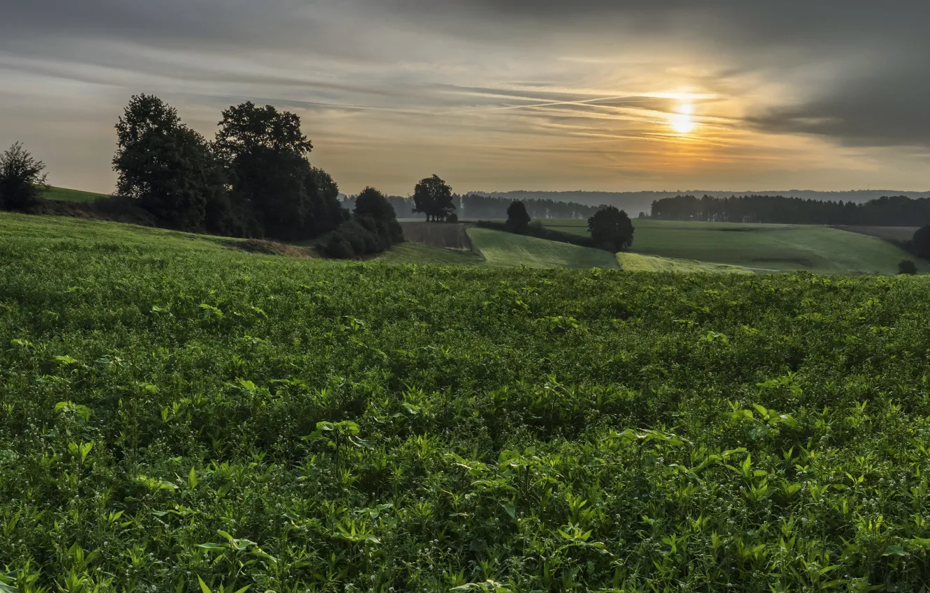Photo wallpaper field, sunset, nature