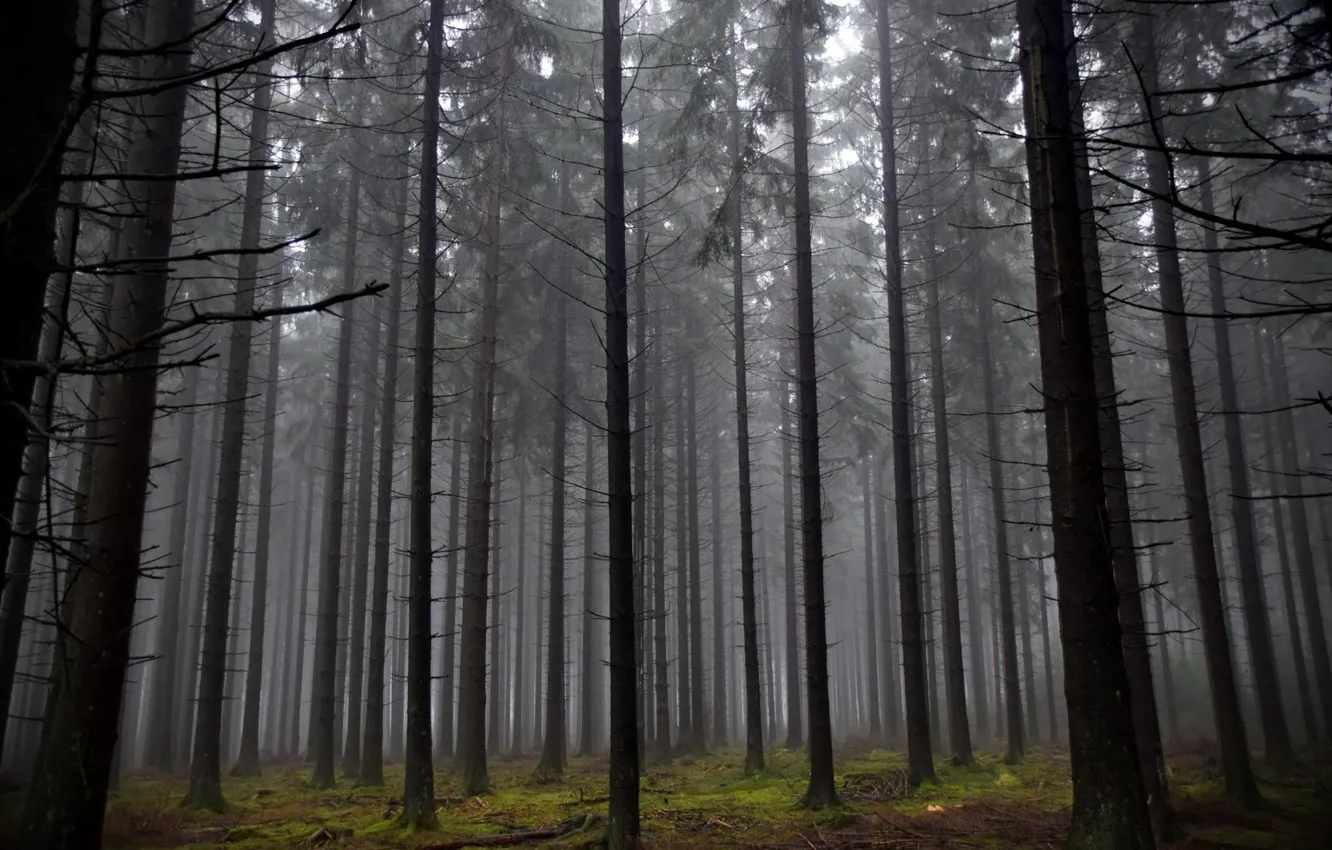 Photo wallpaper forest, trees, nature, fog