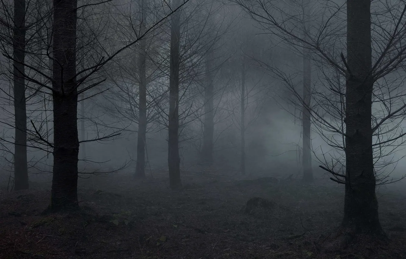 Photo wallpaper forest, trees, nature, fog