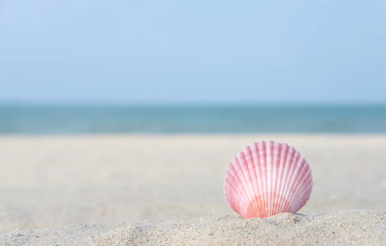 Photo wallpaper sand, sea, beach, macro, nature, shell