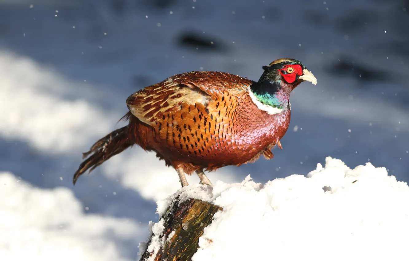 Photo wallpaper winter, snow, nature, bird, snowfall, pheasant, bright