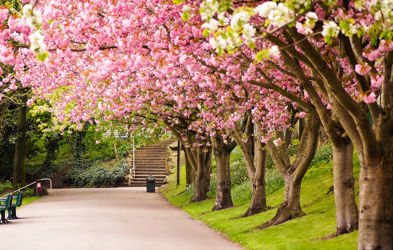 Photo wallpaper road, trees, nature, Park, England, spring, Sakura, UK