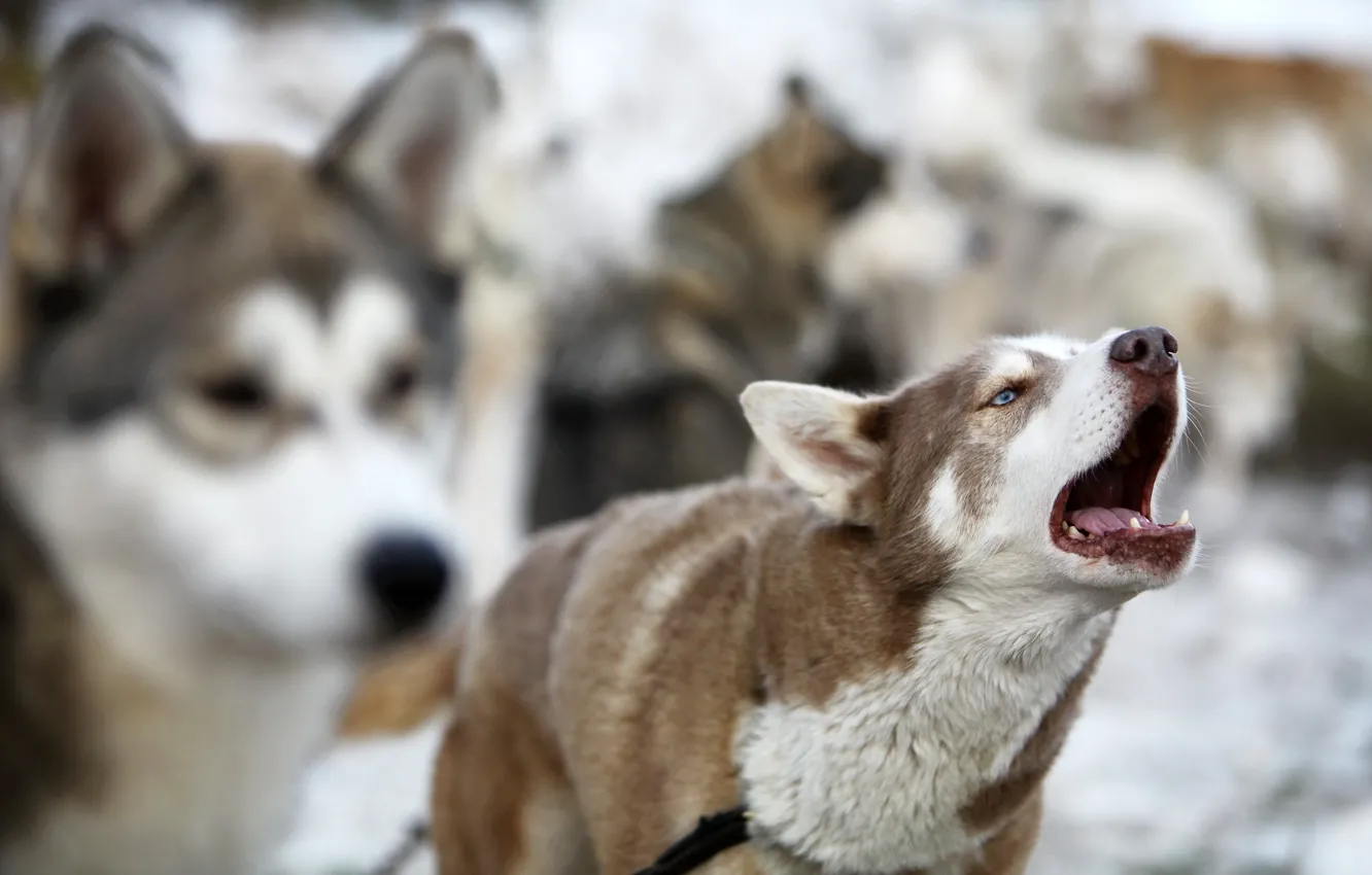 Photo wallpaper each, dog, barking